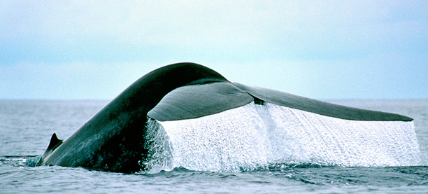 whale-okeanos